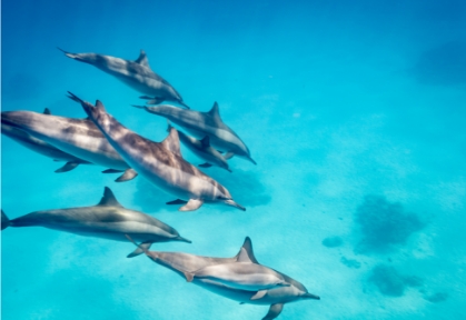 Dolphins Show