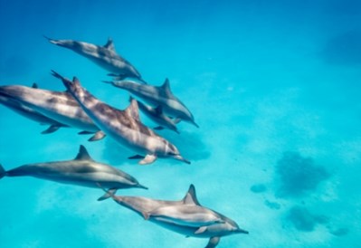 Get up close and personal with dolphins